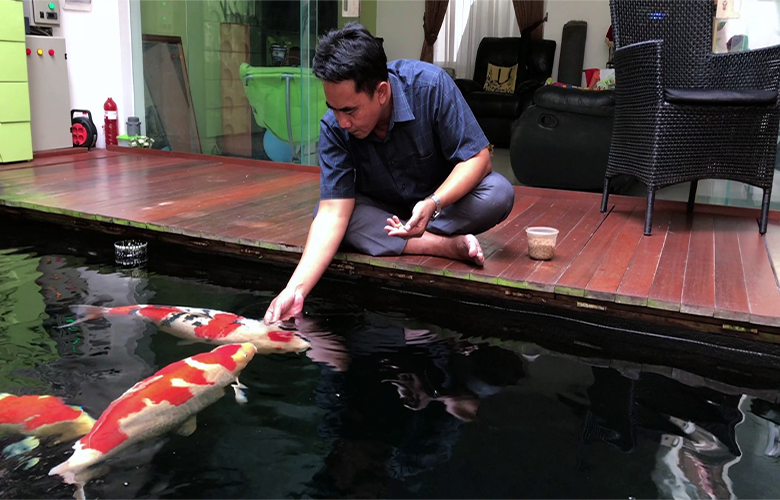 Panduan Hand Feeding Untuk Ikan Koi